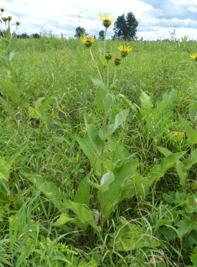 elecampagne plant