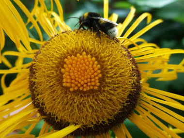 elecampane closeup