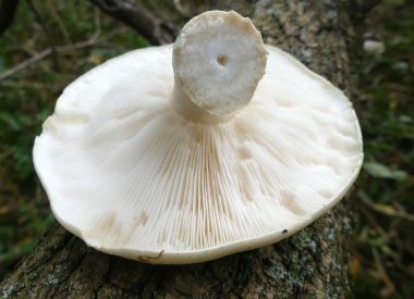 elm oyster gills