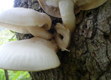 elm oysters boxelder