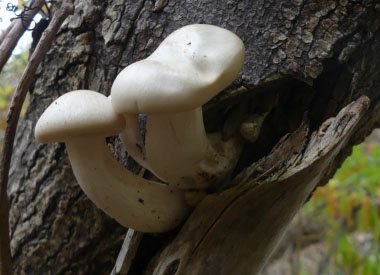 young elm oysters