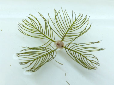 Eurasian watermilfoil leaf