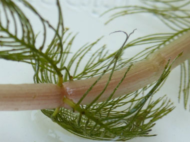 Eurasian watermilfoil stem