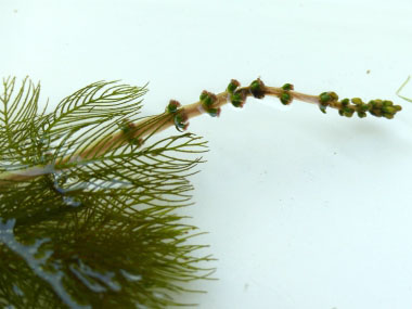 Myriophyllum spicatum seeds