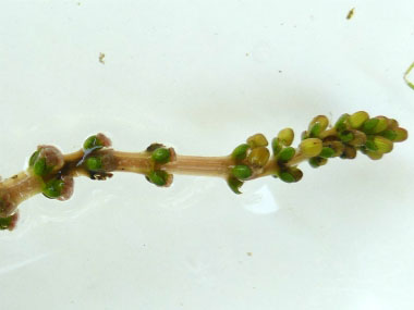 eurasian water milfoil seeds