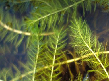 eurasian watermilfoil plant