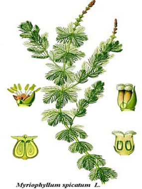 watermilfoil botanical image