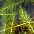 Eurasian Watermilfoil