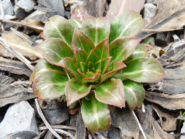 Evening_primrose_spring