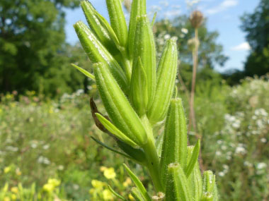 evening primrose seed pods