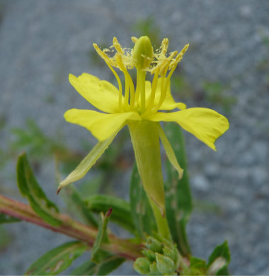 evening_primrose_flower