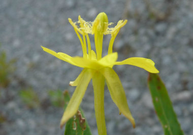 Winter Evening Primrose Flower 2 Inner Root Plant