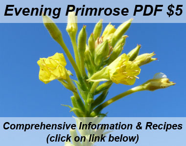 primrose flower