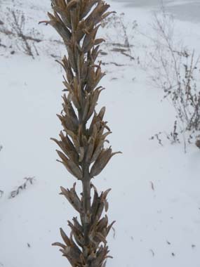 winter evening primrose