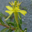 Evening Primrose