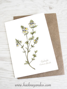 Eyebright artcard