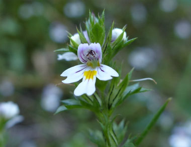 eyebright flower closeup