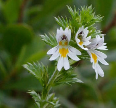 eyebright flowers