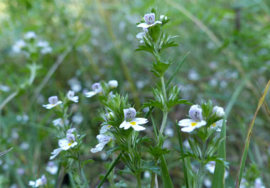 eyebright multi plants