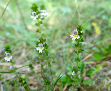 eyebright plants