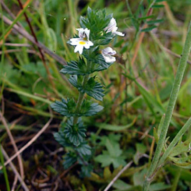 eyebright single plant