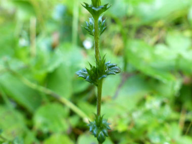 eyebright stem