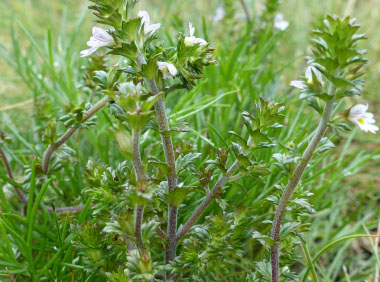 eyebright stems