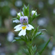 Eyebright