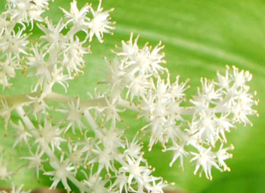 False Solomons seal flowers