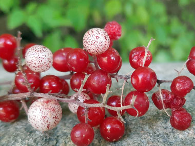 false solomon seal berries