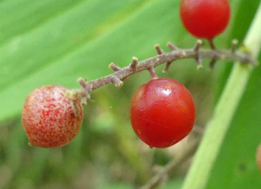 false solomon seal berry