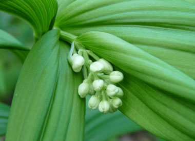 false solomon seal flower buds