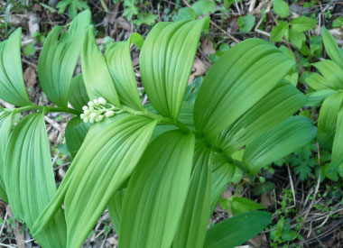 false solomon seal leaves