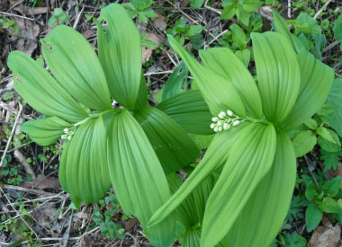 false solomon seal plant