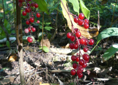 false solomon seal ripe berries