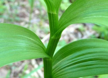 false solomon seal stem