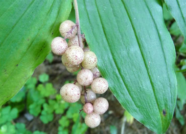 false solomon seal unripe berries