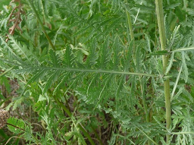fern leaf yarrow leaves