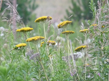 fern leaf yarrow