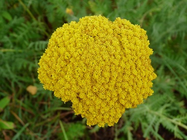 yarrow flower