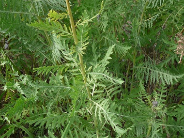 yarrow picture