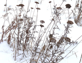 yarrow winter 1