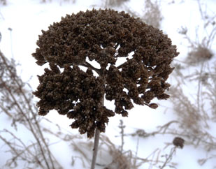 yarrow winter 2