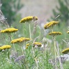 Fern Leaf Yarrow