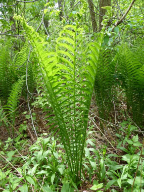 Matteuccia struthiopteris