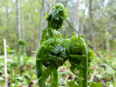 fiddlehead croziers