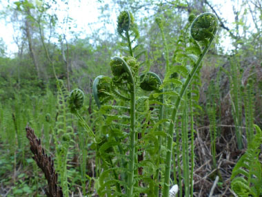 fiddleheads