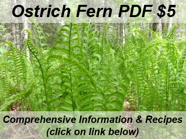 ostrich fern foliage