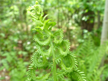 ostrich fern leaves