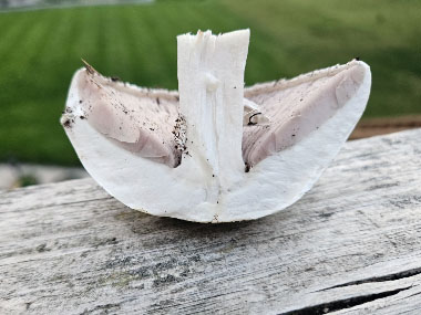 field mushroom cross section